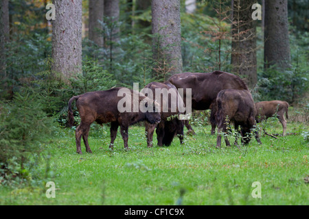 Wisent, Bos bonasus, SYN. Bisonte bonaso, bisonte europeo Foto Stock
