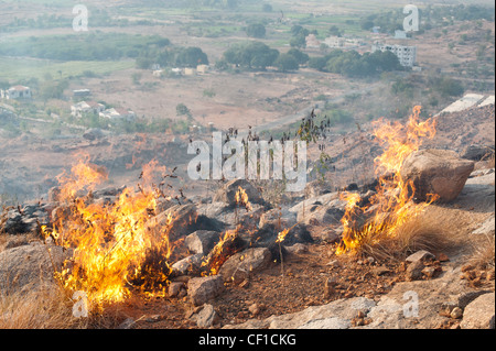 Bush fiamme di fuoco nella campagna indiana. Andhra Pradesh, India Foto Stock