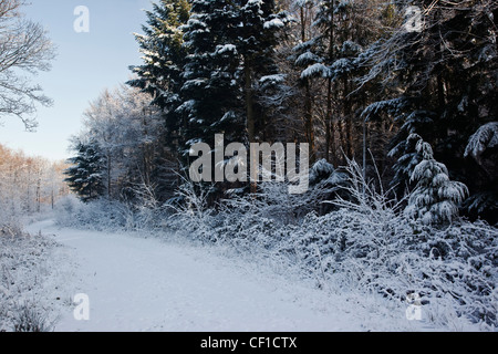 Una coperta di neve il percorso che conduce attraverso Webbs legno su una soleggiata giornata invernale. Foto Stock