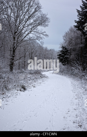 Una coperta di neve il percorso che conduce attraverso un bosco d'inverno. Foto Stock