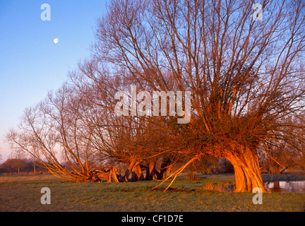 Gli alberi di salice sulle rive del fiume Stour. Foto Stock