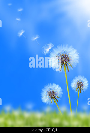 Tarassaco di Campo dei Fiori oltre il cielo blu Foto Stock