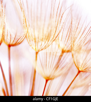 Abstract di tarassaco sfondo floreale, extreme closeup con soft focus, la bellissima natura dettagli Foto Stock