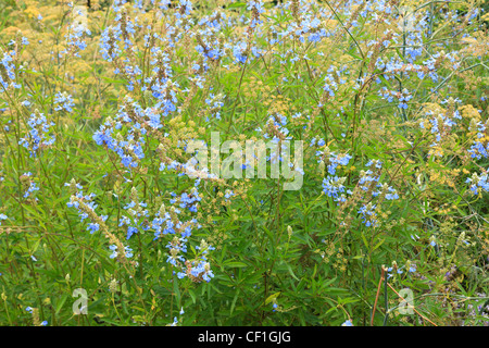 Bog salvia, Salvia uliginosa e finocchio (Foeniculum vulgare) Foto Stock
