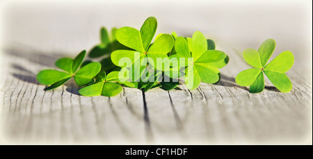 Fresche foglie di trifoglio su sfondo di legno, verde primavera bordo floreale, Lucky shamrock, St.Patrick's Day holiday simbolo Foto Stock
