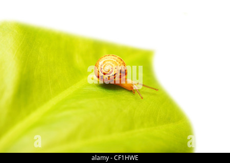 Abstract foglia verde di confine, sullo sfondo della natura con la minuscola chiocciola Foto Stock