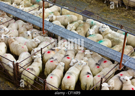 Pecore in penne a Dolgellau asta di bestiame. Foto Stock