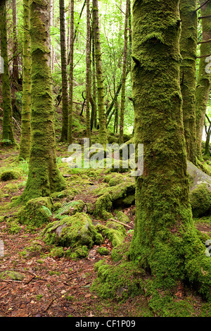Foresta intorno al Torc cade Killarney Irlanda Foto Stock