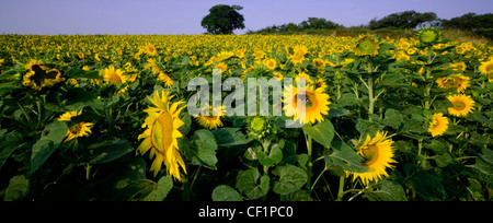 Campo di girasole. Il GIRASOLE può crescere fino a 3 metri di altezza con la testa di fiori che raggiunge i 30 cm di diametro. Foto Stock