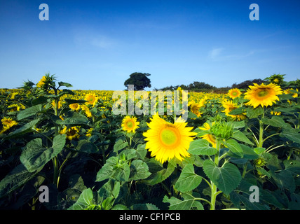 Campo di girasoli. Il GIRASOLE può crescere fino a 3 metri di altezza con la testa di fiori che raggiunge i 30 cm di diametro. Foto Stock