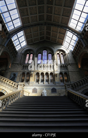 Una statua in marmo di Charles Darwin in cima alla scalinata nella sala centrale del Museo di Storia Naturale. Foto Stock