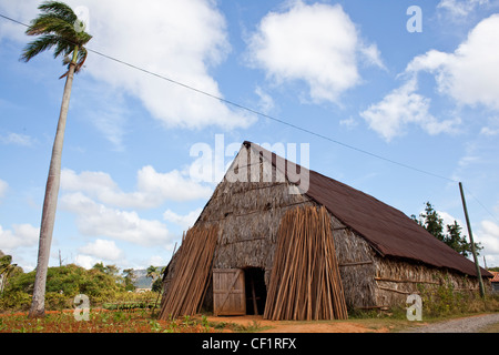 Essiccatoio per il tabacco a Pinar Del Rio Cuba Foto Stock
