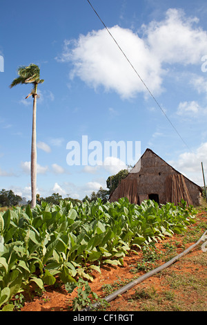 Essiccatoio per il tabacco a Pinar Del Rio Cuba Foto Stock