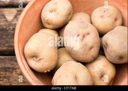 Tuberi seme di patate, Solanum tuberosum 'beauty of Bute' in una pentola Foto Stock