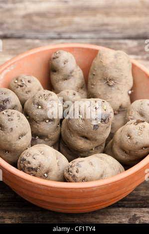 Tuberi seme di patate, Solanum tuberosum 'Vitelotte', in una pentola Foto Stock