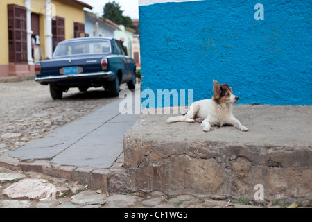 Un cane di piccola taglia in appoggio sul marciapiede in Trinidad, Cuba Foto Stock