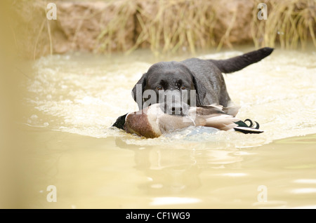 Un labrador nero raccogliendo un germano reale durante una ripresa in Dorset Foto Stock