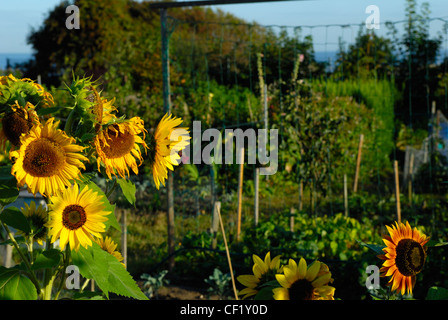 Girasoli crescono su un riparto, con verdure in background. Foto Stock