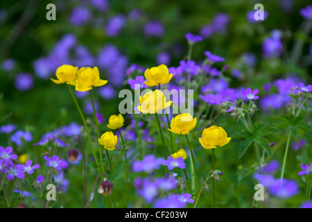 Globo europeo-fiori / Globe Flower (Trollius europaeus) e legno Cranesbill / Woodland Geranio (Geranium sylvaticum) Foto Stock