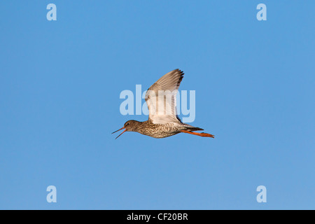 Comune (Redshank Tringa totanus) chiamando in volo Foto Stock