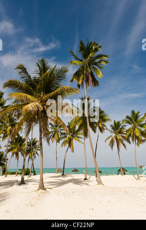 Palme da cocco sulla spiaggia di Paje, Zanzibar, Tanzania Foto Stock