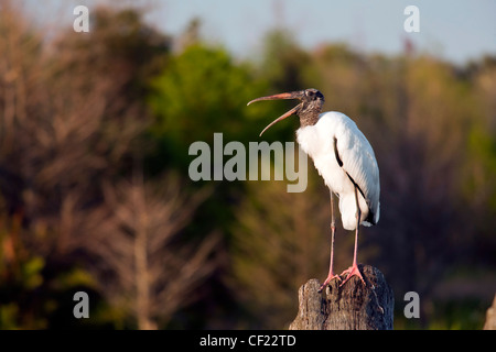 Cicogna in legno - Verde Cay zone umide - Delray Beach, Florida USA Foto Stock