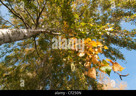 Argento autunnali betulla (Betula spp) Foto Stock