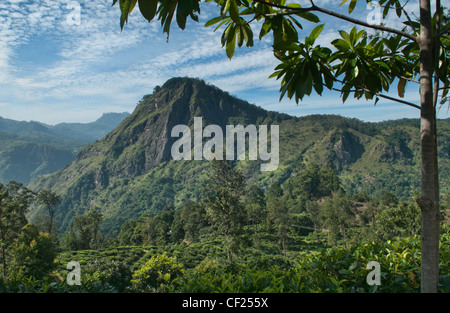 Vista attraverso la bella Ella Gap dal piccolo Adams picco in prossimità Ella, Sri Lanka Foto Stock