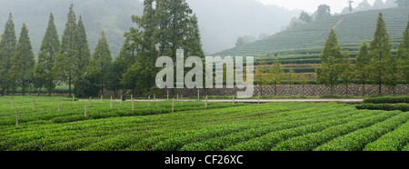 Panorama di righe verdi di cespugli di tè al Mei Jia Wu la piantagione di tè per il drago e area di Hangzhou Repubblica Popolare Cinese Foto Stock