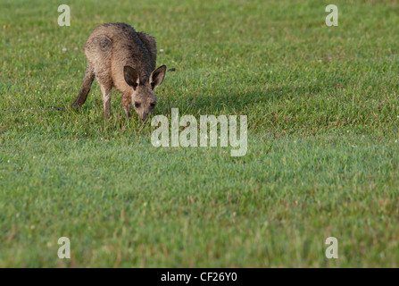 Australia orientale i canguri grigio sull'erba Foto Stock