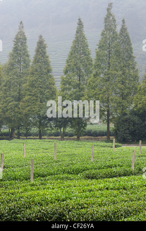 Righe verdi del tè cespugli e gli alberi al Mei Jia Wu la piantagione di tè per il drago e area di Hangzhou Repubblica Popolare Cinese Foto Stock