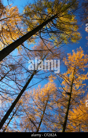 Il tardo autunno colori e tonalità di bosco in Parsons Park. Foto Stock