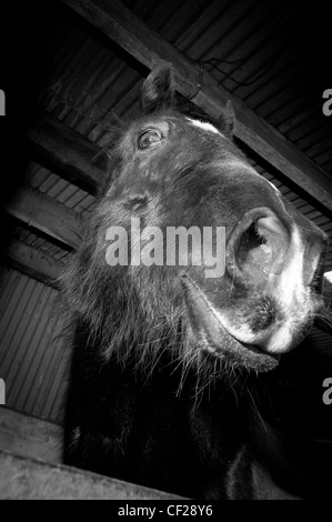 Fotografia equina di un cavallo in un maneggio Foto Stock