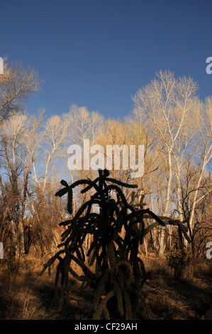 Pioppi neri americani alberi e cholla cactus in Impero Gulch nel Empire-Cienega Resource Conservation Area, Deserto Sonoran, Arizona, USA Foto Stock