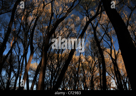 Pioppi neri americani alberi in Empire Gulch nel Empire-Cienega Resource Conservation Area, Deserto Sonoran, Arizona, Stati Uniti. Foto Stock