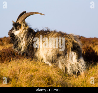 Parco nazionale di Northumberland. Wild capre di montagna che pascolano sulla Simonside sulle colline vicino a Rothbury. Foto Stock