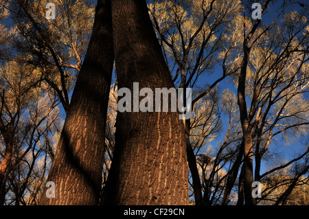 Pioppi neri americani alberi in Empire Gulch nel Empire-Cienega Resource Conservation Area, Deserto Sonoran, Arizona, Stati Uniti. Foto Stock