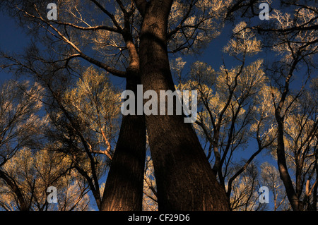 Pioppi neri americani alberi in Empire Gulch nel Empire-Cienega Resource Conservation Area, Deserto Sonoran, Arizona, Stati Uniti. Foto Stock