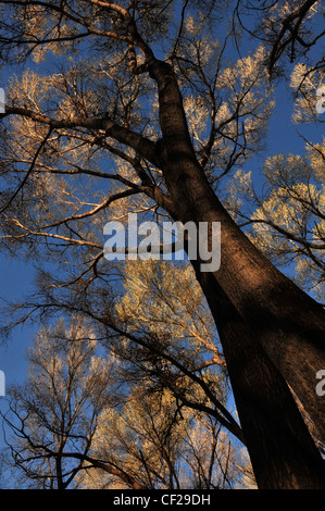 Pioppi neri americani alberi in Empire Gulch nel Empire-Cienega Resource Conservation Area, Deserto Sonoran, Arizona, Stati Uniti. Foto Stock