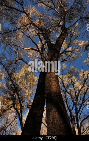 Pioppi neri americani alberi in Empire Gulch nel Empire-Cienega Resource Conservation Area, Deserto Sonoran, Arizona, Stati Uniti. Foto Stock