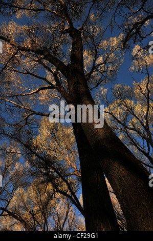 Pioppi neri americani alberi in Empire Gulch nel Empire-Cienega Resource Conservation Area, Deserto Sonoran, Arizona, Stati Uniti. Foto Stock