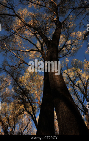 Pioppi neri americani alberi in Empire Gulch nel Empire-Cienega Resource Conservation Area, Deserto Sonoran, Arizona, Stati Uniti. Foto Stock