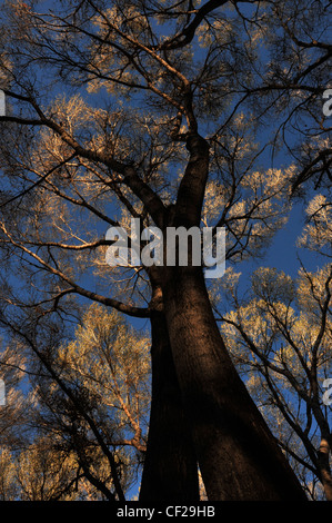 Pioppi neri americani alberi in Empire Gulch nel Empire-Cienega Resource Conservation Area, Deserto Sonoran, Arizona, Stati Uniti. Foto Stock