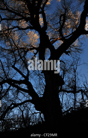 Pioppi neri americani alberi in Empire Gulch nel Empire-Cienega Resource Conservation Area, Deserto Sonoran, Arizona, Stati Uniti. Foto Stock