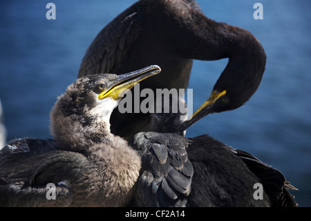 Un annidamento Shag e pulcini fotografata sul farne isole. Foto Stock