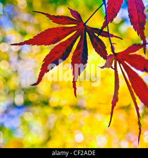 I colori autunnali di Capability Brown giardini paesaggistici di Sheffield Park in East Sussex. Foto Stock