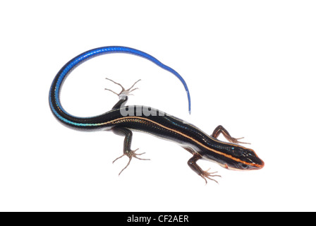 Skink lizard isolati su sfondo bianco Foto Stock