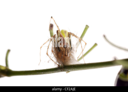 Crociera con uovo caso isolare su sfondo bianco. Foto Stock