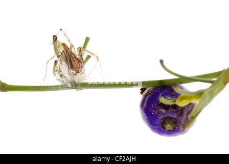 Crociera con uovo caso isolare su sfondo bianco. Foto Stock