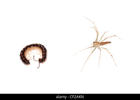 Millepiedi animale isolato su sfondo bianco Foto Stock